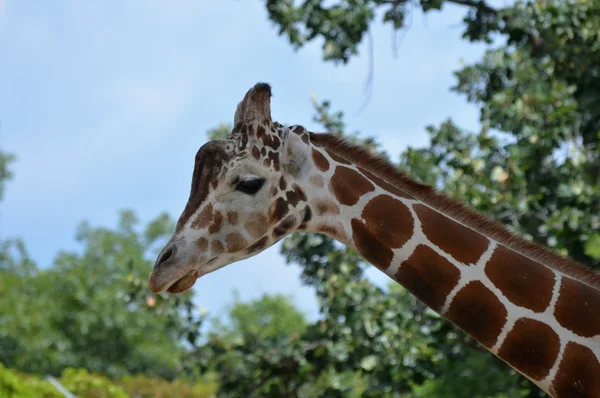 Дорослий Giraffe — стокове фото