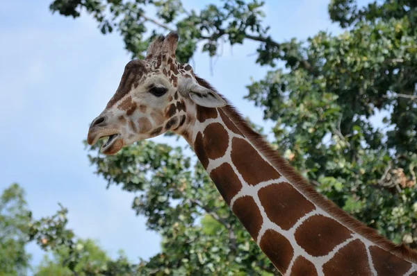 Дорослий Giraffe — стокове фото