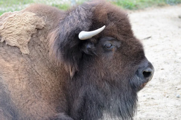 Un bisonte adulto — Foto de Stock