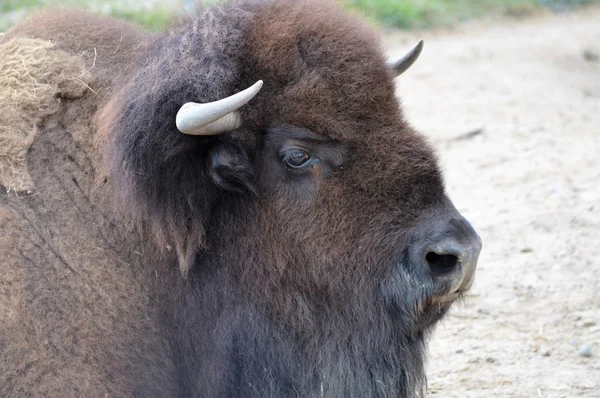 Un bisonte adulto — Foto de Stock