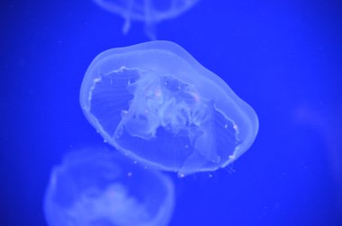 Beyaz bir deniz anası