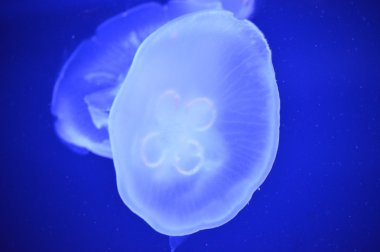 Beyaz bir deniz anası