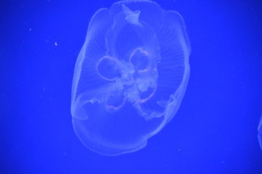 Beyaz bir deniz anası