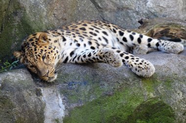 Amur leoparı