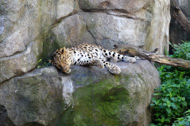 Amur leoparı