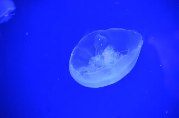Egy fehér medúza — Stock Fotó