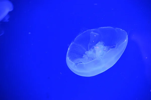 A White Jellyfish — Stock Photo, Image