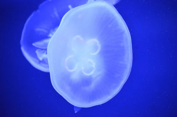 Una medusa blanca —  Fotos de Stock