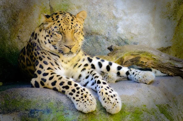 Un léopard d'Amour — Photo