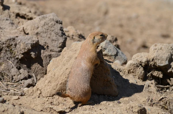 Un perro de la pradera — Foto de Stock