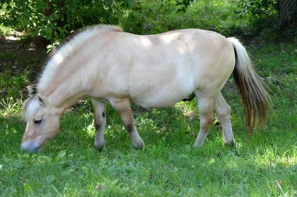 Een paard grazen — Stockfoto
