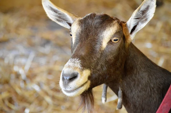 Una cabra en la granja —  Fotos de Stock