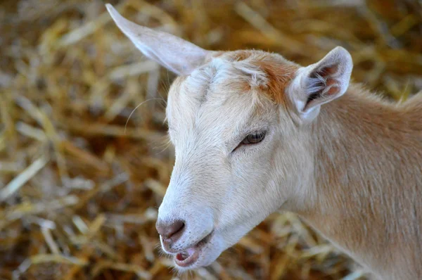 A Goat at the Farm — Stock Photo, Image