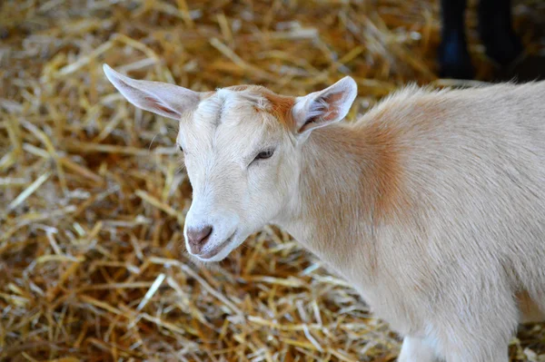 Una cabra en la granja — Foto de Stock