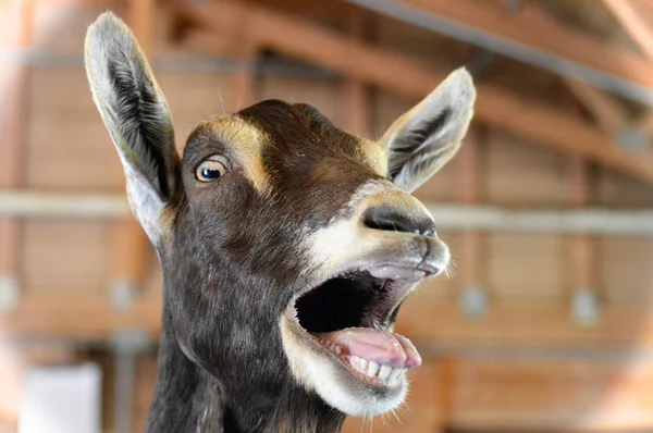 A Goat at the Farm — Stock Photo, Image