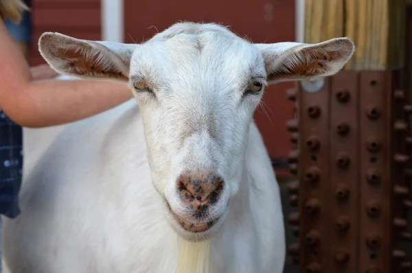 Una capra alla fattoria — Foto Stock