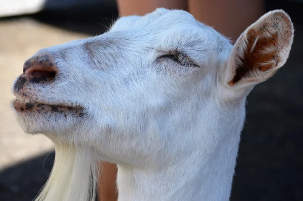 Eine Ziege auf dem Bauernhof — Stockfoto