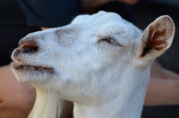 Eine Ziege auf dem Bauernhof — Stockfoto