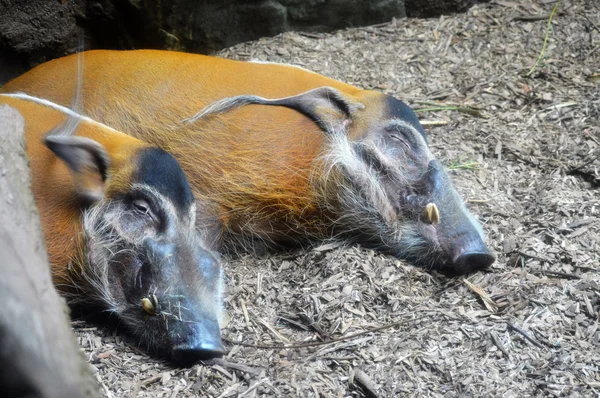 Porcs de la rivière Rouge — Photo