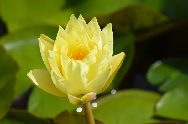 Eine Seerose — Stockfoto