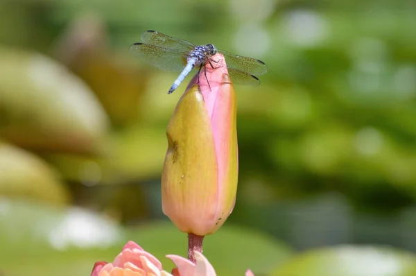 Ważka na lilii wodnej — Zdjęcie stockowe