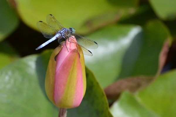 Libélula en un lirio de agua — Foto de Stock