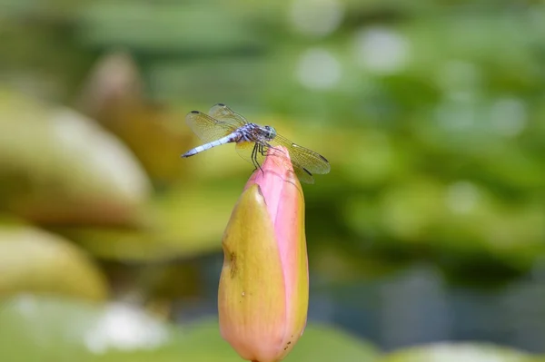 Vážka na vodní lilie — Stock fotografie