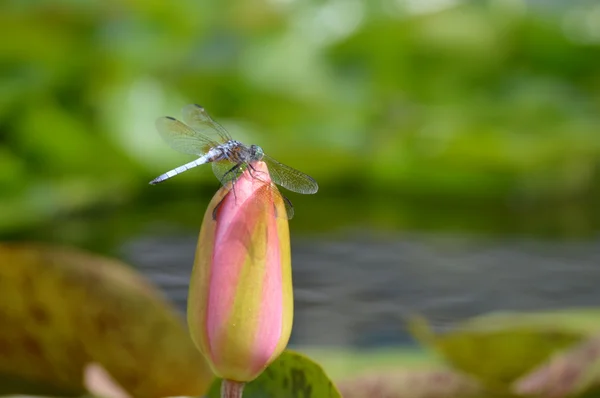 Libélula en un lirio de agua — Foto de Stock