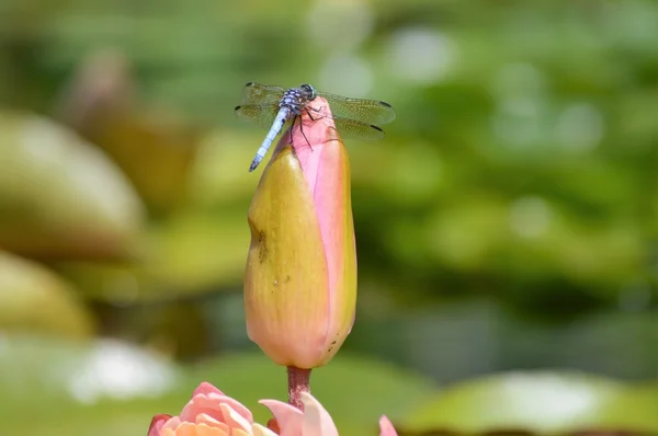 Vážka na vodní lilie — Stock fotografie