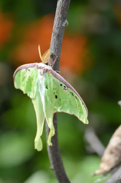 A Luna Moth — Stock Photo, Image