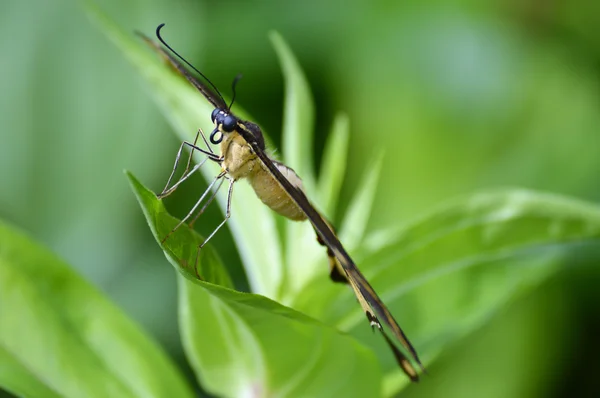 Una mariposa cola de golondrina —  Fotos de Stock