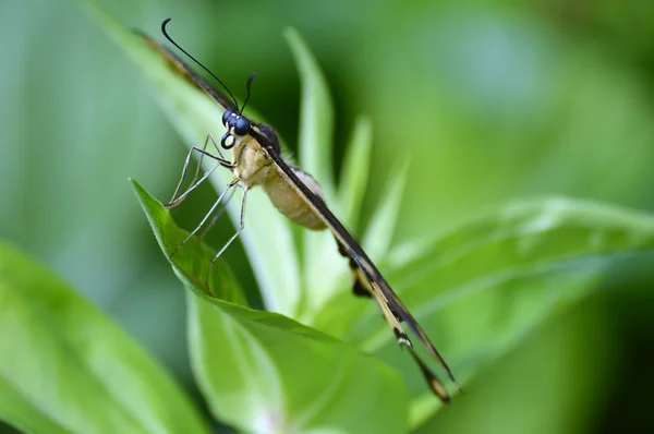 Swallowtail kelebek — Stok fotoğraf