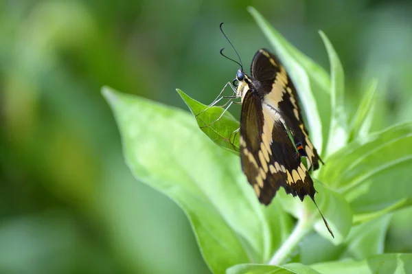 Un papillon hirondelle — Photo
