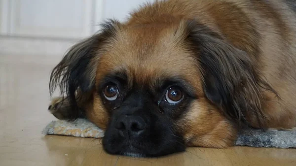 克罗地亚萨格勒布 2921 可爱小狗哈维的可爱嘴 — 图库照片