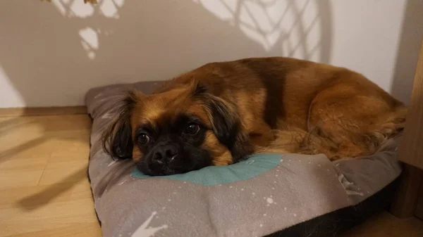 Cão Bonito Harvey Relaxando Almofada — Fotografia de Stock