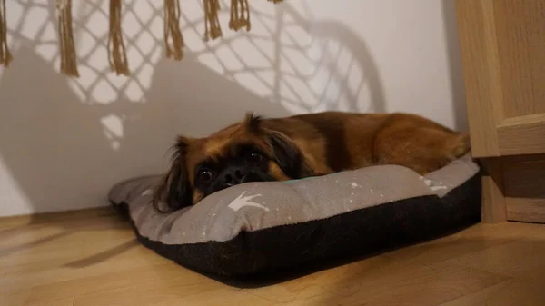 可爱的狗哈维躺在枕头上休息 — 图库照片