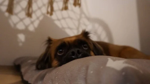 Cão Bonito Harvey Relaxando Almofada — Fotografia de Stock