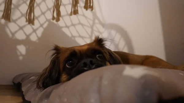 Cão Bonito Harvey Relaxando Almofada — Fotografia de Stock