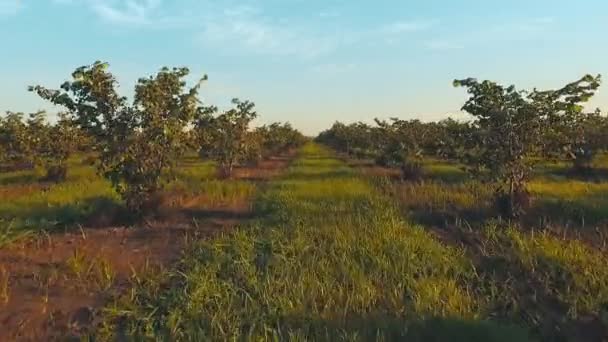Duży orzech plantacji — Wideo stockowe