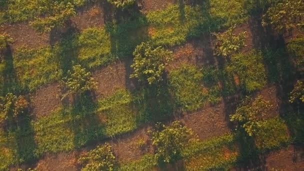 Акуратні ряди кущів лісових горіхів. вигляд на низьку висоту — стокове відео