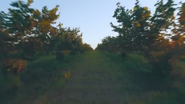 Big walnut plantation — Stock Video