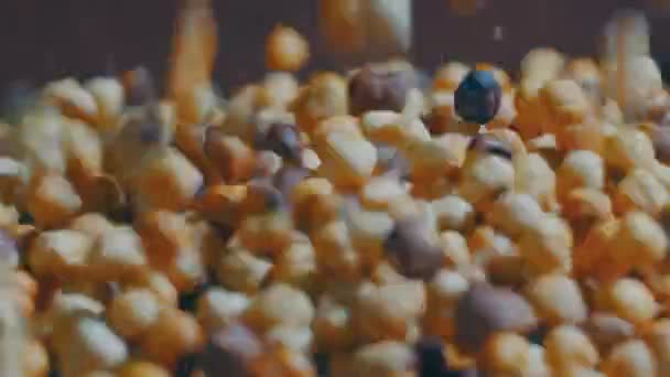 La preparazione industriale di nocciole tostate — Video Stock