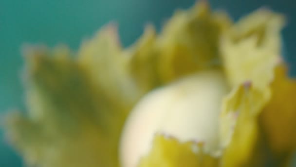 Macro flower hazelnuts on a branch — Stock Footage Macro flower hazelnuts on a branch Stock Footage