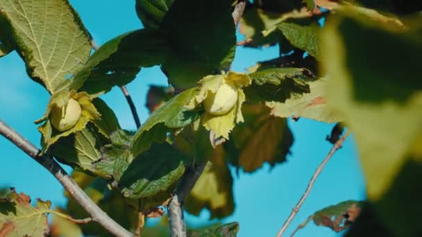 Lískové ořechy květina na větvi Stock Video