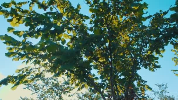 Low angle shot of Bush hazelnut — Stock Footage Low angle shot of Bush hazelnut Stock Video