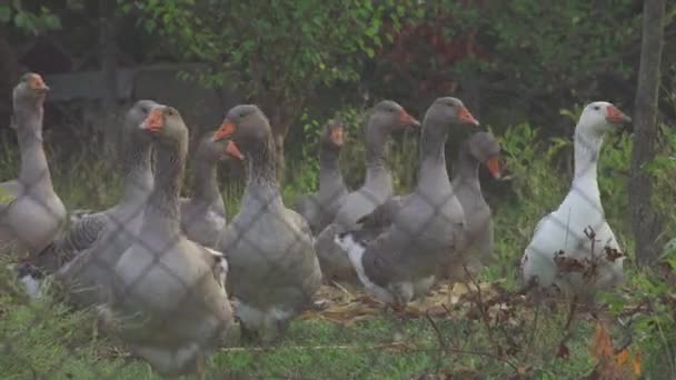 Домашние гуси пасутся на газоне — стоковое видео