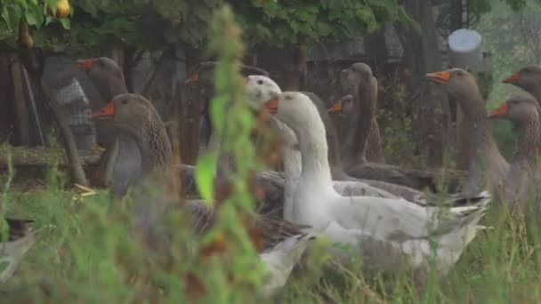Una bandada de gansos pastando en el prado — Vídeos de Stock
