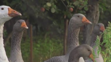 yerli kaz çim üzerinde otlatma