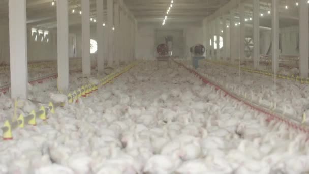 Chicken Farm, poultry production — Stock Video