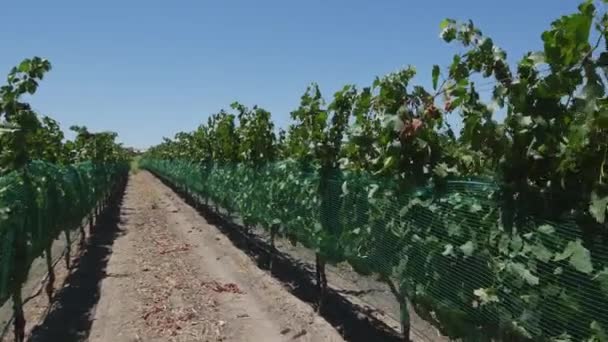 Steadicam Grape fields and vineyards . — Stock Video